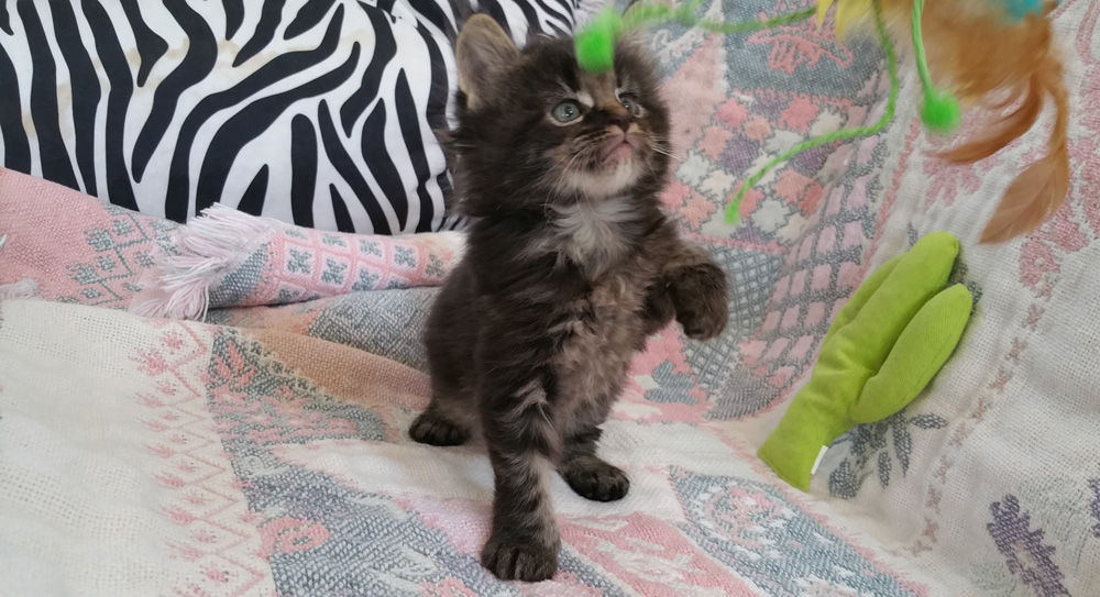 Five week old brown classic tabby femaie Maine Coon kitten for sale.