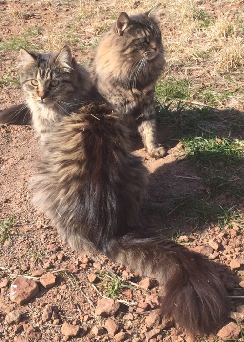 alt="Bell and Brewster of Sweeney Farm Alpine, Texas brown mackerel tabby pedigreed Maine Coon Cats.