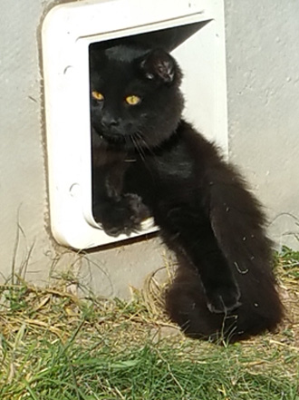 Sweeney Farm Bexar a solid black pedigreed Main Coon Cat.