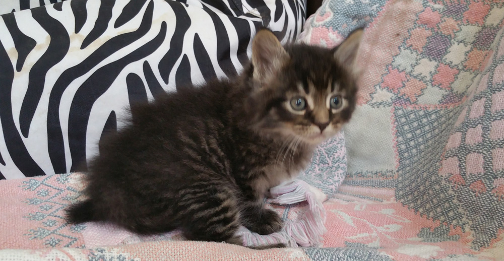 Maine Coon kitten available mid July, silver tabby male.