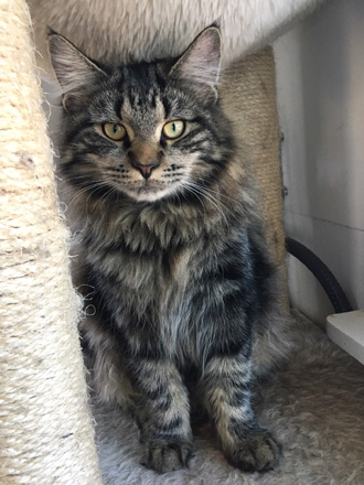 Sweeney Farm Angelina a brown mackerel tabby pedigreed Main Coon Cat.