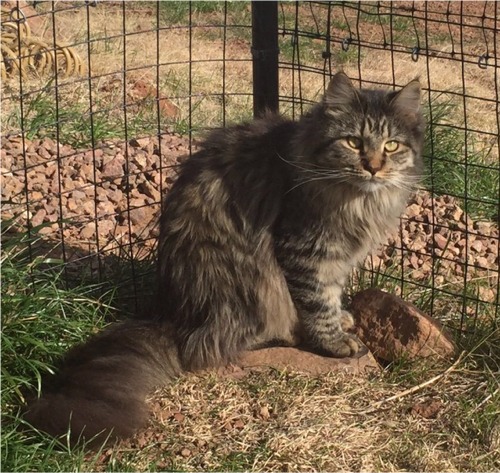 alt="KellysKitten Bell of Sweeney Farm female brown mackerel tabby pedigreed Maine Coon Cat at eleven months.