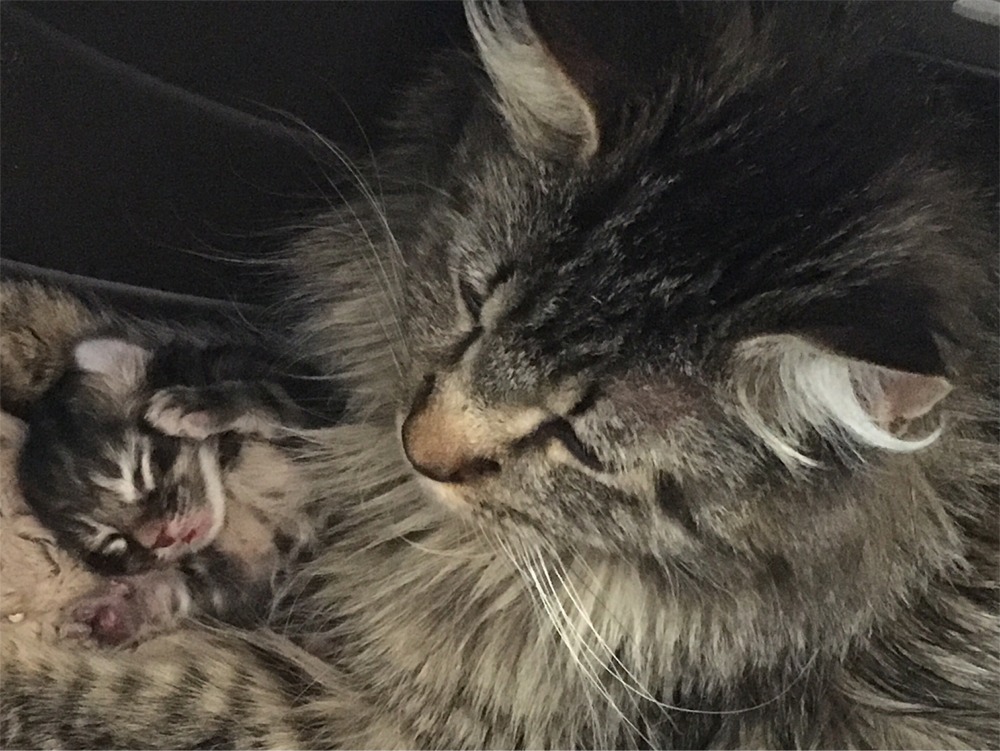 Bell and kitten pedigreed Maine Coon Cats at Sweeney Farm Alpine, TX.