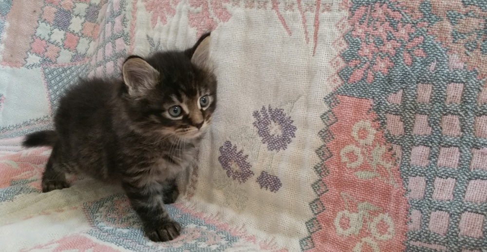 Pedigreed Maine Coon kitten for sale, silver tabby male.