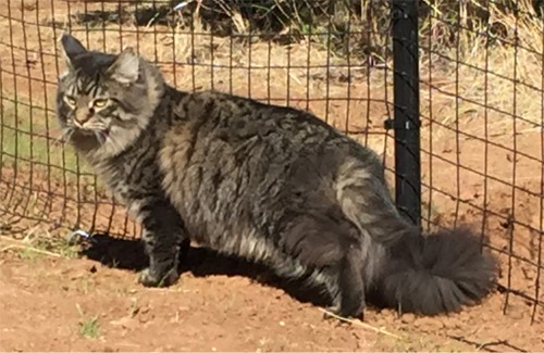 Dirigo Brewster of Sweeney Farm male brown mackerel tabby pedigreed Maine Coon Cat at six months old.