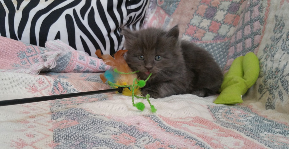 Solid blue pedigreed Main Coon kitten.