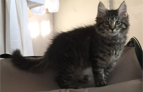 KellysKitten Bell of Sweeney Farm female brown mackerel tabby pedigreed Maine Coon Cat at three months. old.