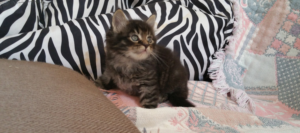 Maine Coon kitten for sale, silver tabby five weeks old.